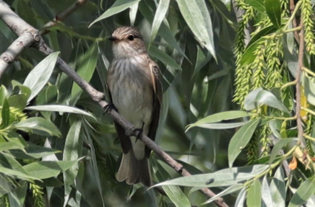 Richiesta identificazione : Pigliamosche? S